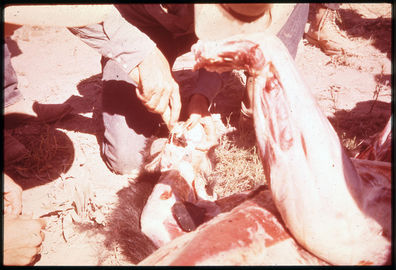 A photographic slide of a skinned bear being butchered by a person using a flintknapped biface.