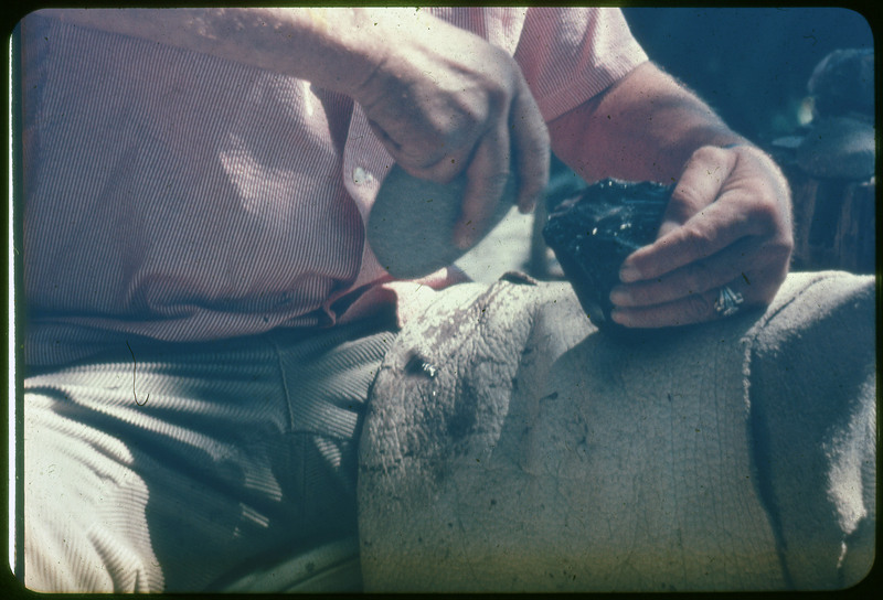 A photographic slide of a piece of obsidian being flintknapped by a person with a hammerstone. The person has a leather lap cloth for protection.