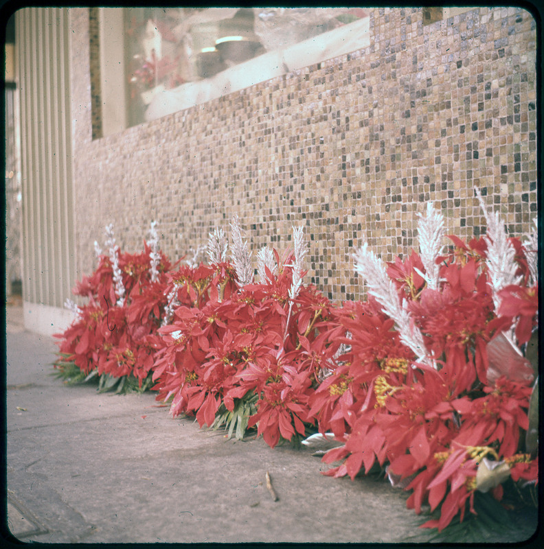 A photographic slide of poinsettia flower arrangements lined up in front of a tile wall.