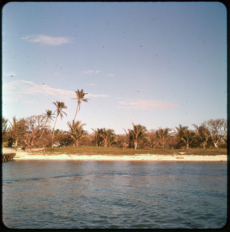 A photographic slide of an ocean beach lined with palm trees and bushes. There is a dock on the side of the photo.