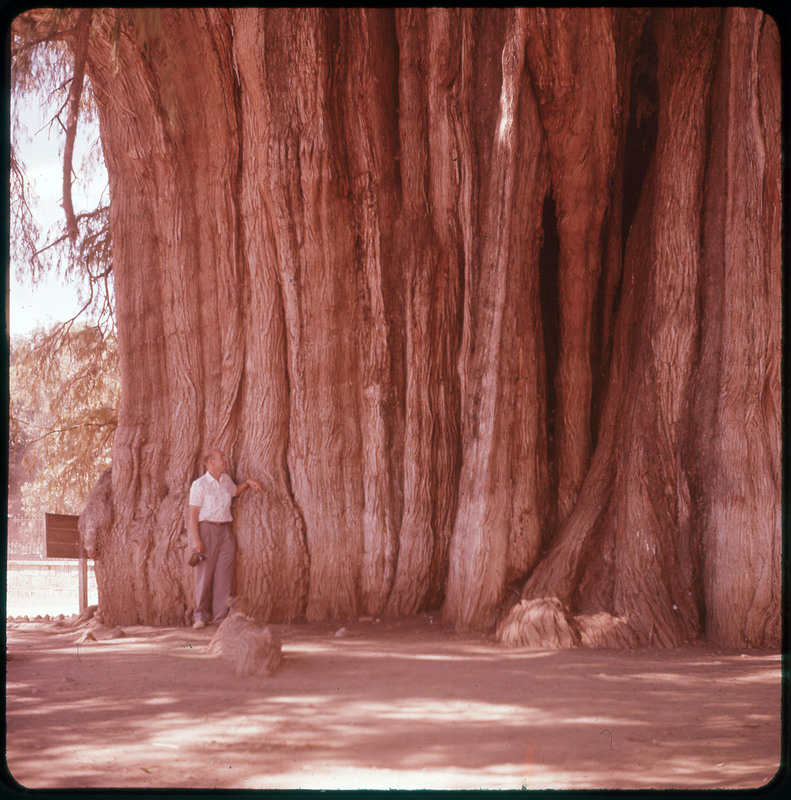 A photographic slide of Donald Crabtree standing next to a huge tree that takes up most of the photo. Donald Crabtree is small in comparison. This could be the Tree of Tule.