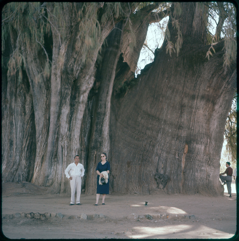 A photographic slide of Evelyn Crabtree and another person standing next to a massive tree that takes up most of the photo. This could be the Tree of Tule.