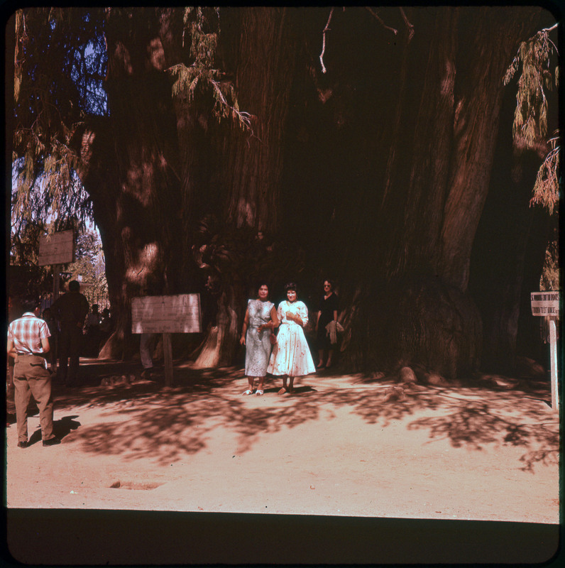 A photographic slide of Evelyn Crabtree and two women in front of her standing in front of a large tree. The tree takes up most of the picture and could be the Tree of Tule.