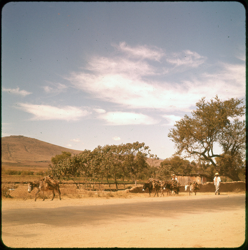 A photographic slide of trees and mountains. There are pack mules in the foreground with one person leading them.