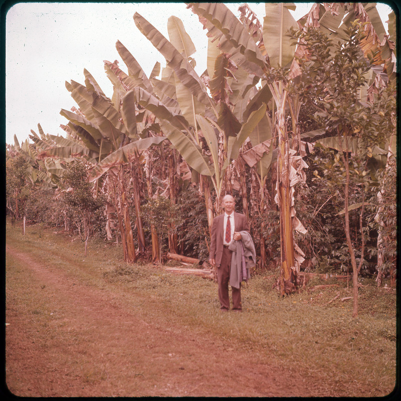 A photographic slide of Donald Crabtree standing in front of large palm trees. There is a dirt road in the photo.