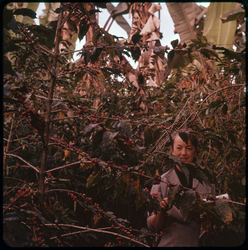 A photographic slide of Evelyn Crabtree standing in a bunch of trees with berries. There are branches covering part of her face.