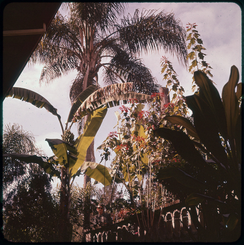 A photographic slide of the tops of trees. There are palm trees and banana trees.