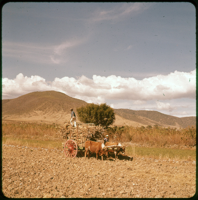 A photographic slide of two people working in a farm field. There are two ax pulling a cart of grass. There are mountains in the background.