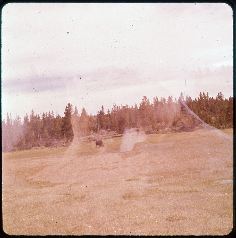 A photographic slide of a buffalo standing in a field eating grass. There are many pine trees in the background.