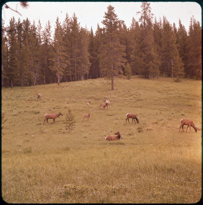 A photographic slide of a green field with pine trees in the background. There are many deer grazing in the field.