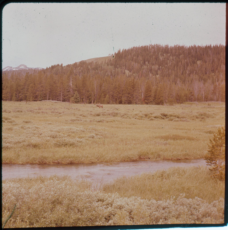 A photographic slide of a green grassy field with a small river in the foreground. There is an elk in the distance and pine trees.