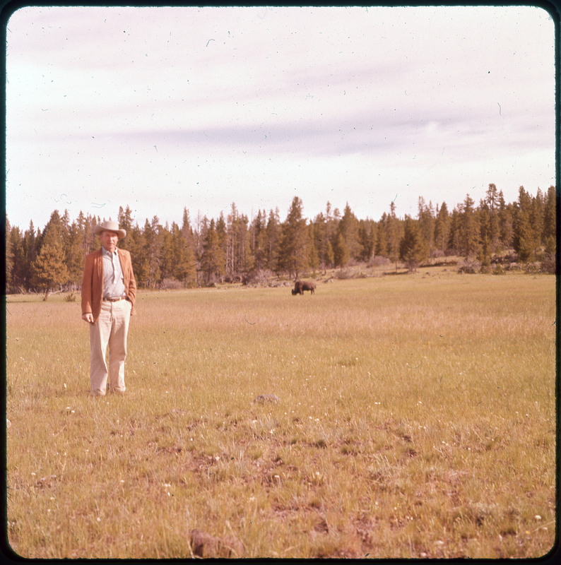 A photographic slide of Donald Crabtree posing in front of a buffalo grazing in a field. There are pine trees in the background.