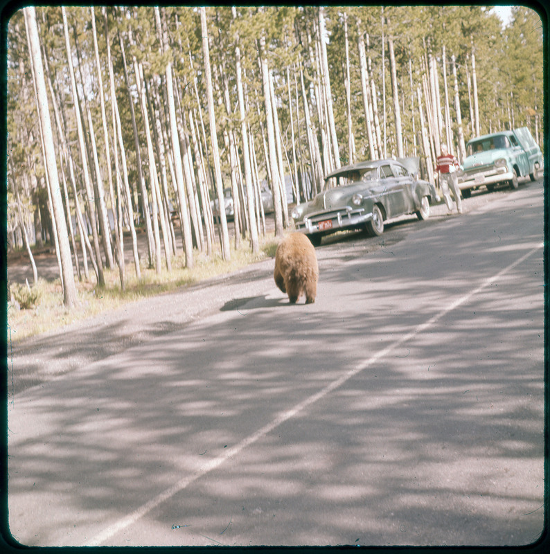 A photographic slide of a bear walking on a road of parked cars. There are trees parked along the road.