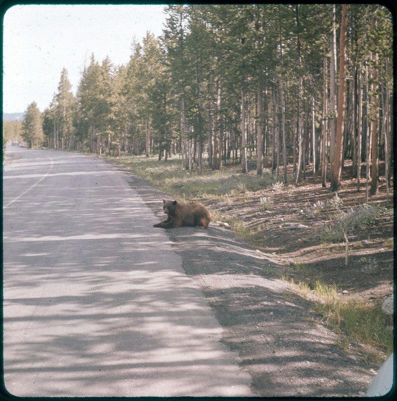 A photographic slide of a bear laying on the side of the road. The road is lined with many trees.