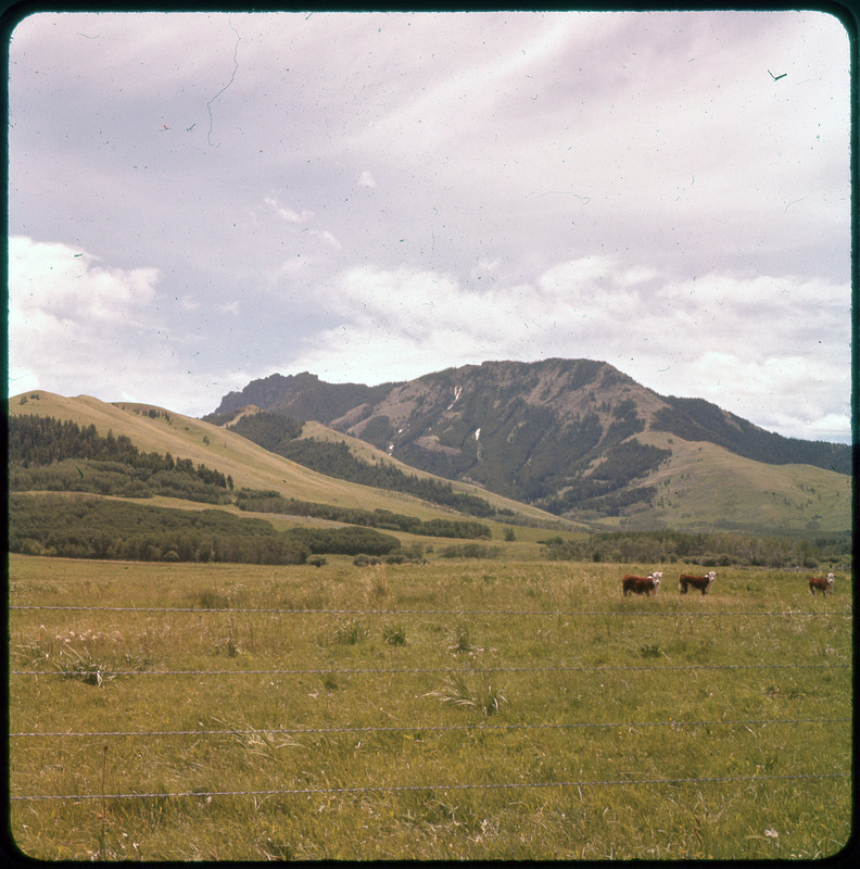 A photographic slide of mountains in the background and a field in the foreground. Three cows are fenced into the field.