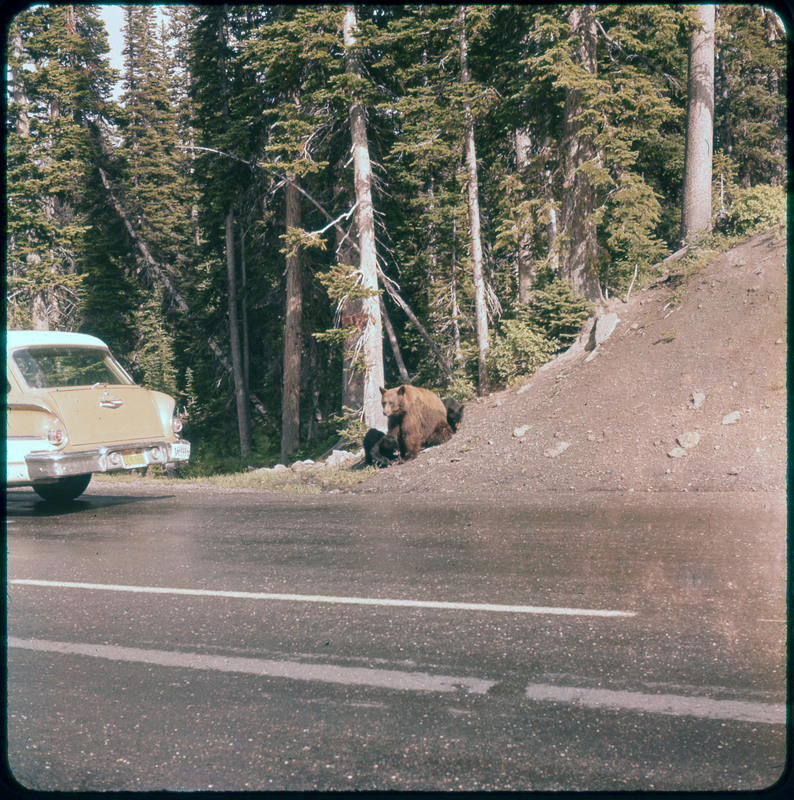 A photographic slide of a bear and two cubs sitting on a hill next to a road and parked car. There are pine trees along the road.