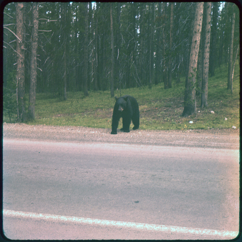 A photographic slide of a bear standing on the side of the road in front of pine trees.