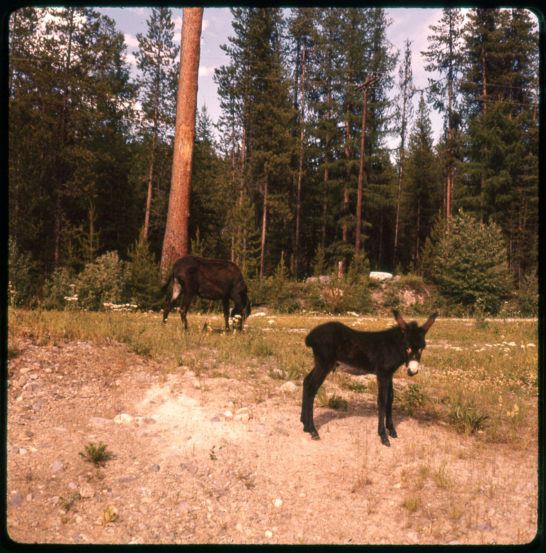 A photographic slide of two donkeys grazing in a field. There are pine trees in the background.