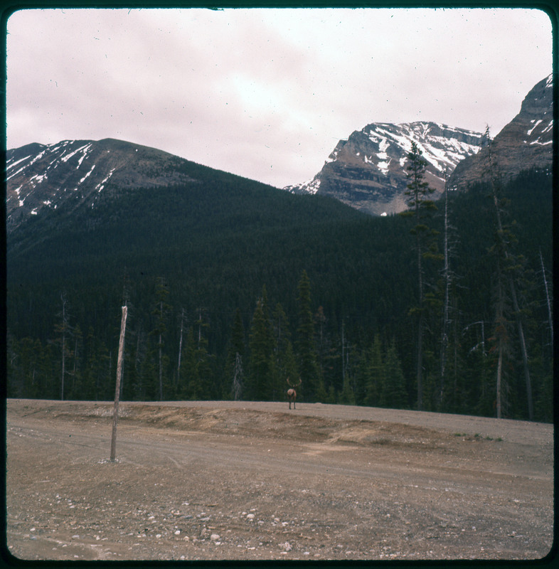 A photographic slide of an elk in front of a forest of pine trees. There are snowy mountains in the background.