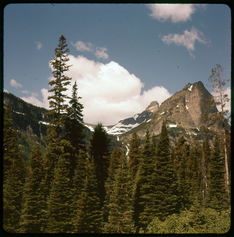 A photographic slide of a snowy mountain behind many pine trees.