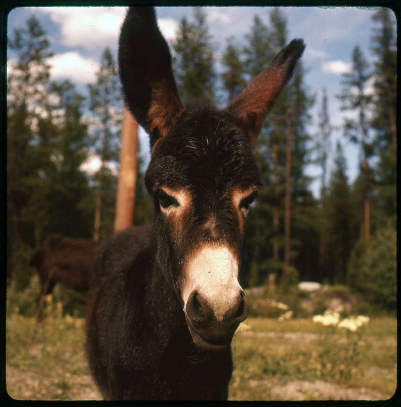 A photographic slide of a donkey's face. There are pine trees in the background.