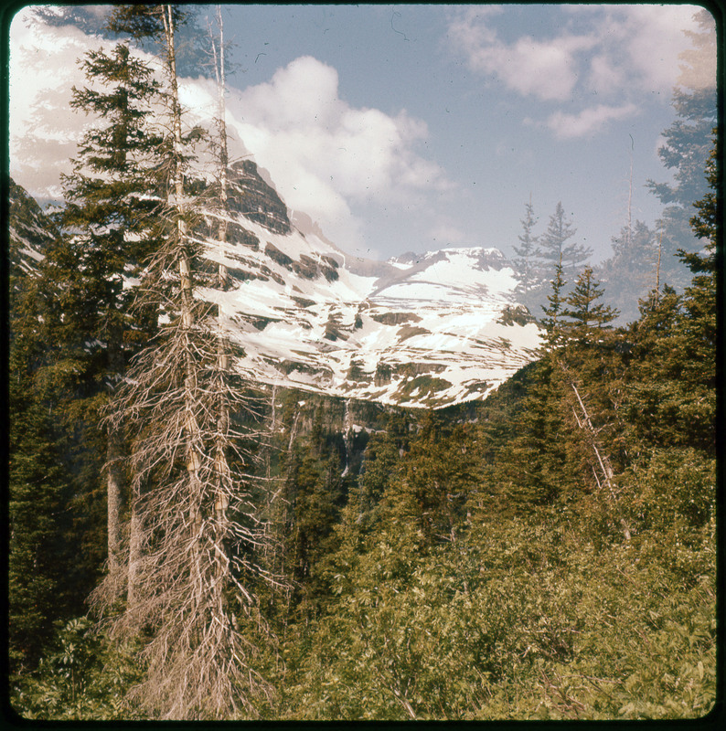 A photographic slide of very snowy mountains and many pine trees in the foreground.