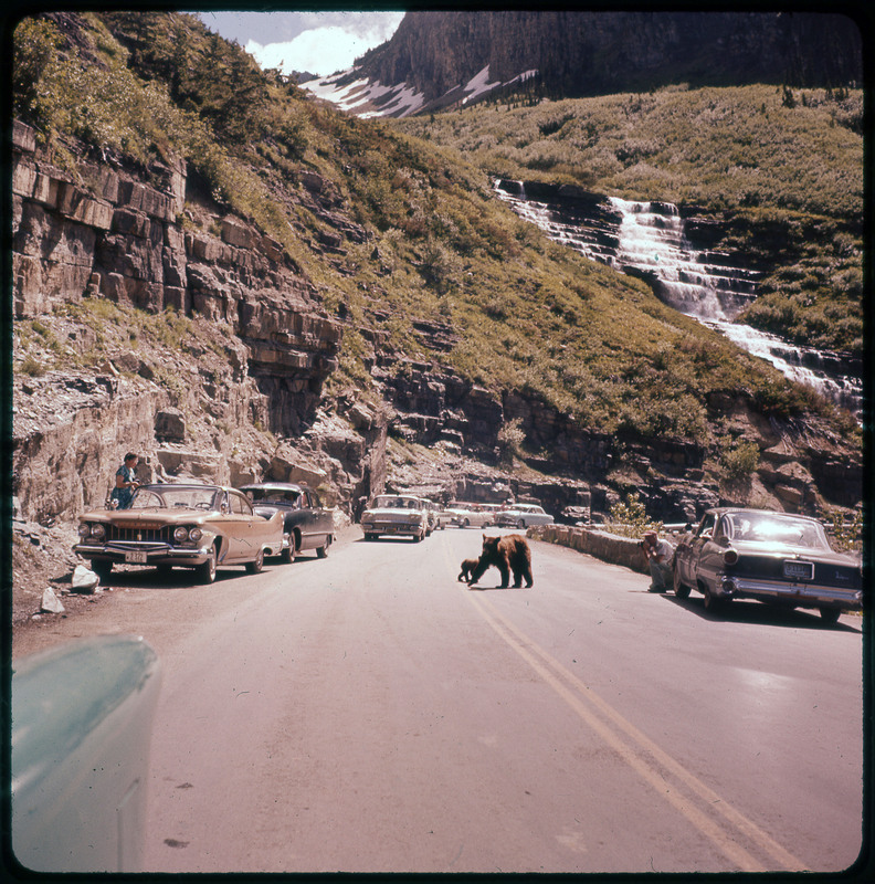 A photographic slide of a bear and a cub walking across a road lined with cars. People are taking photos of the bears. There is a waterfall in the background.