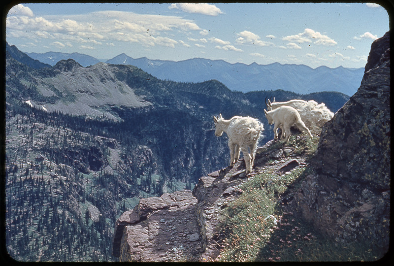 A photographic slide of Evelyn Crabtree standing in front of a pine tree lined lake. There is a large rocky mountain range in the background.