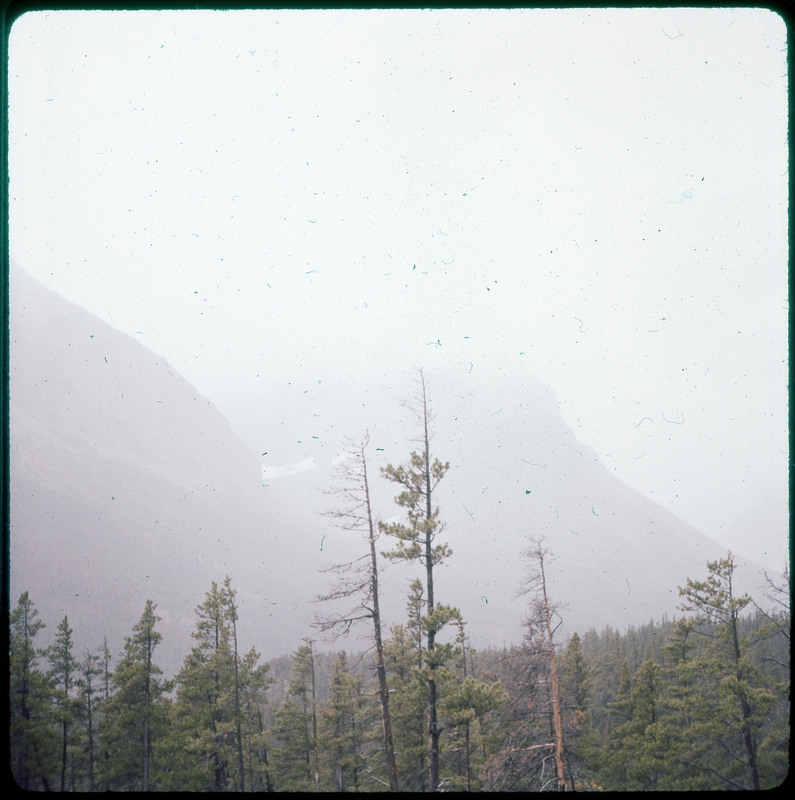 A photographic slide of a few pine trees in front of foggy mountains.