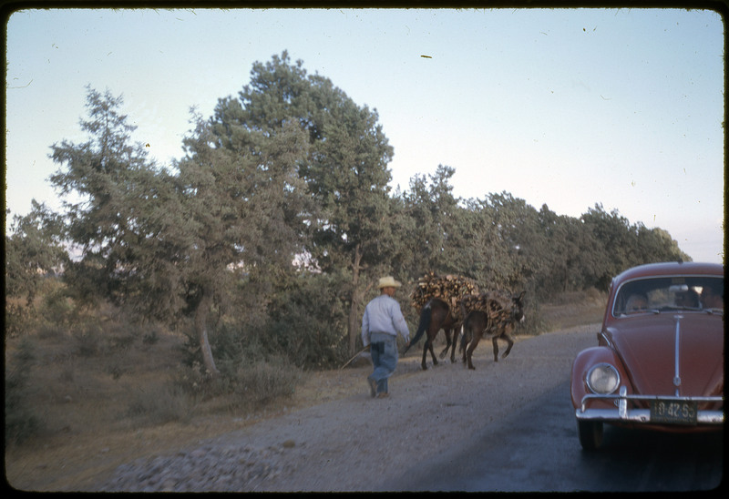 A photographic slide of a man walking beside the road behind two pack mules carrying loads of wood. There is a car on the side of the image and trees along the road.