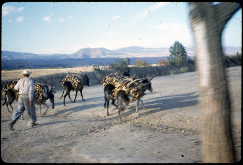 A photographic slide of pack mules carrying loads of wood. There is a man with them and a mountainous background.