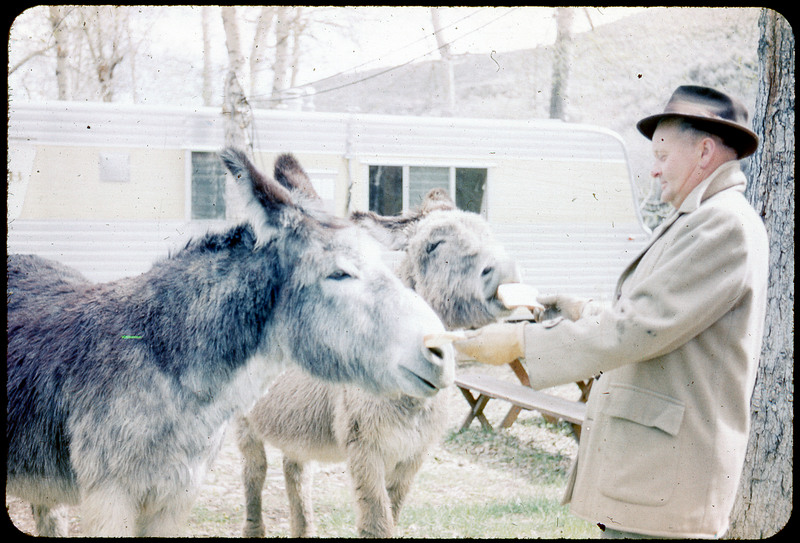 A photographic slide of a man feeding two mules. There is a trailer in the background.