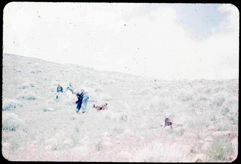 A photographic slide of three people and a dog wandering through a grassy field. They seem to be looking for things on the ground, likely lithic tools.