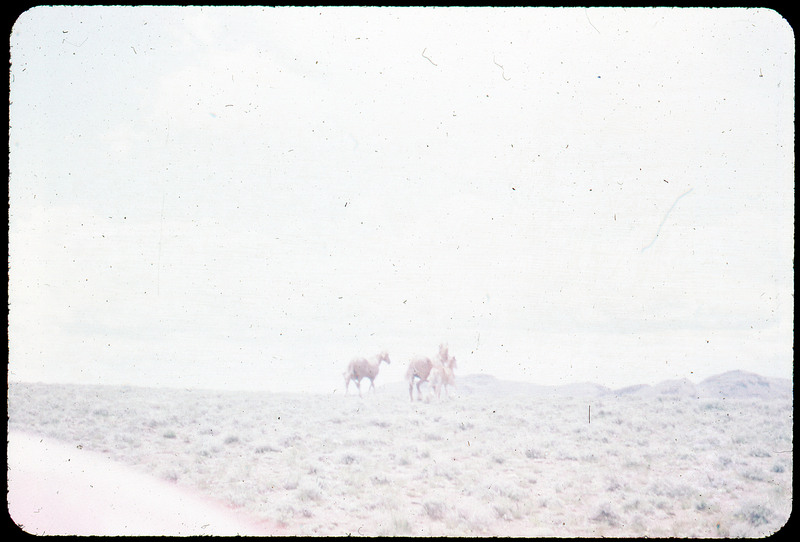 A photographic slide of two horses in a grassy field. There are some mountains in the background. There might be people riding the horses, but the photo is too blurry to be sure.