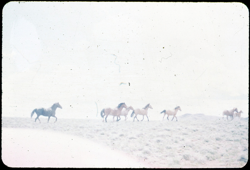 A photographic slide of wild horses running through a grassy field. There are seven horses pictured and mountains in the background.