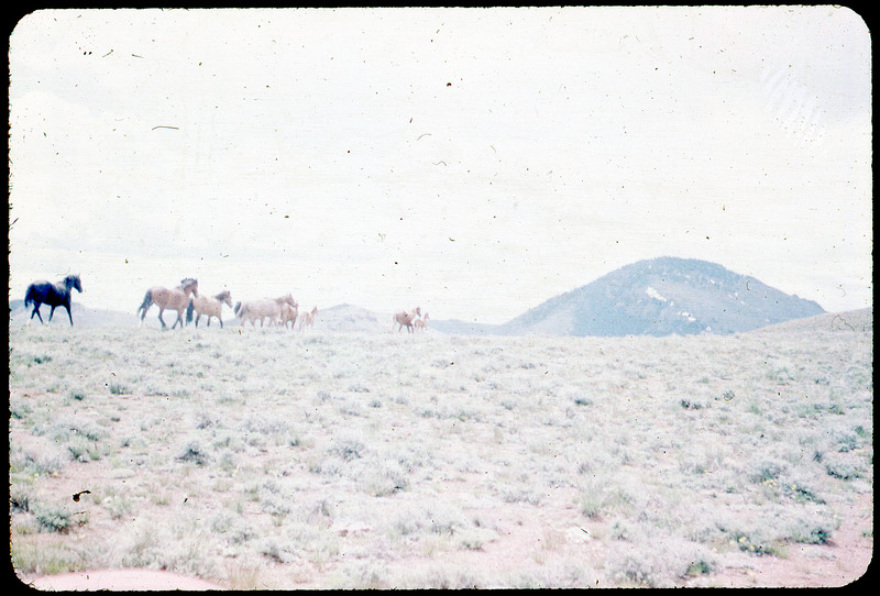 A photographic slide of wild horses running through a grassy field. There is a mountain in the background and about nine horses pictured.