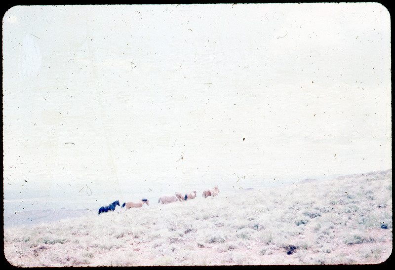 A photographic slide of wild horses running through a grassy field. The photo is faded and blurry. There are approximately eight horses.