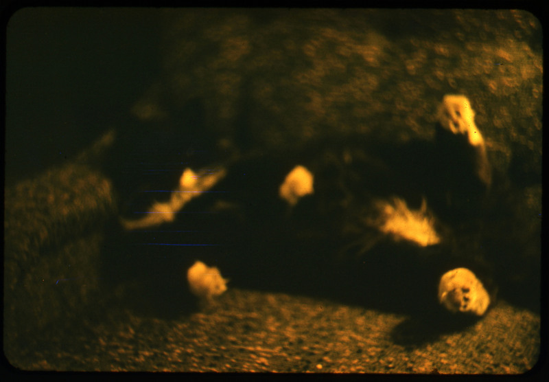 A photographic slide of a blurry image. Unable to tell what the photo is of.