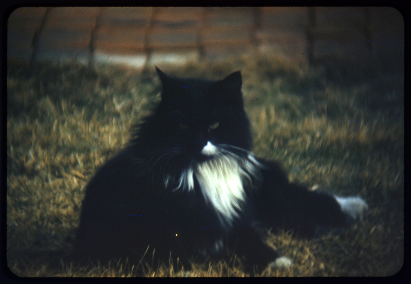 A photographic slide of a cat sitting on the grass. It may be in front of a fence.