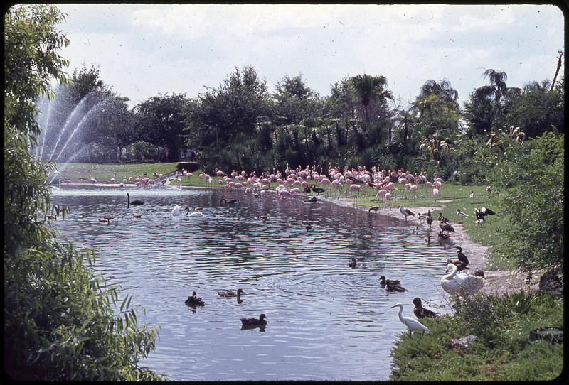 A photographic slide of a manufactured pond with a fountain. There are flamingos, ducks, and some other birds in the picture. The image looks to be in a park.