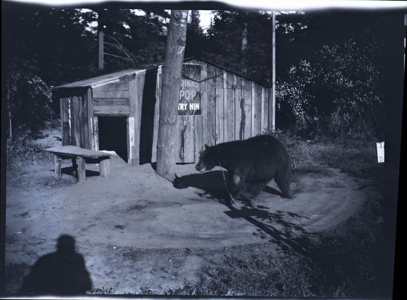 A black and white negative of a black bear chained up on a tree next to a small shed. The bear has a patch of skin showing without fur.