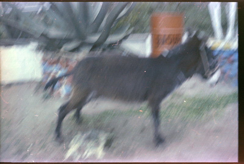 A photograph of a donkey.