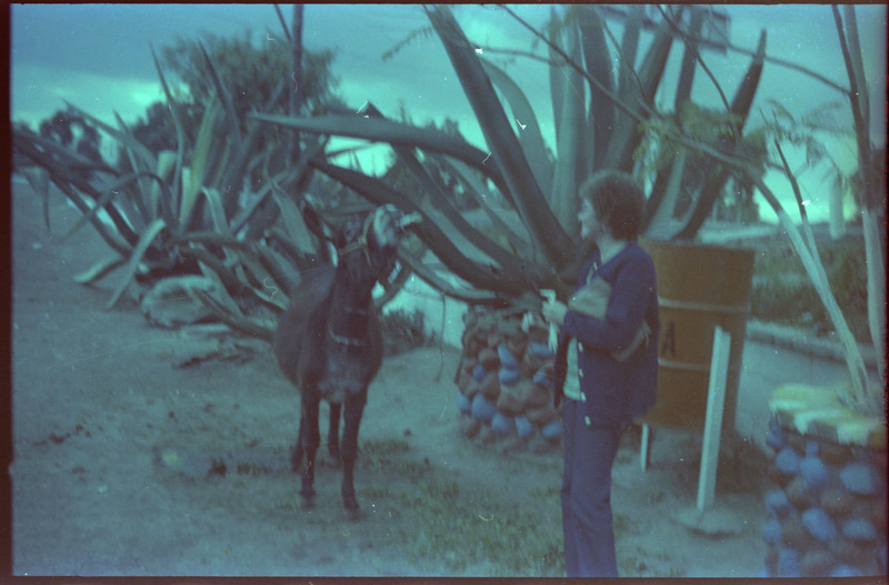 A photograph of Evelyn Crabtree standing next to a donkey. It appears that the donkey has something is its mouth.