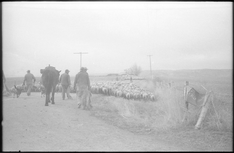 A photograph of unnamed men driving sheep on a dirt road. At least two dogs are visible in the image and a house is visible in the distance.