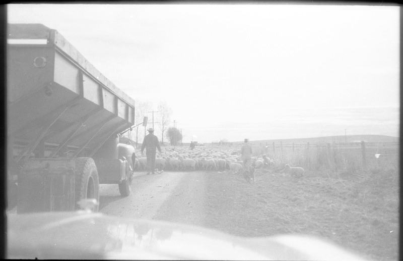 A photograph of unnamed men driving sheep on a dirt road. A truck is visible behind the men and it appears that the photograph was taken from inside a vehicle.