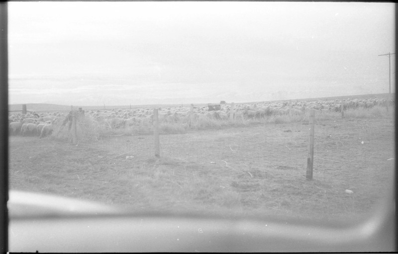 A photograph of sheep in a pasture. It appears that the photograph was taken from inside a vehicle.