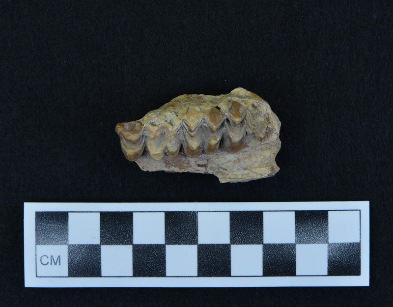 Jaw fragment, w/teeth, no contextual information