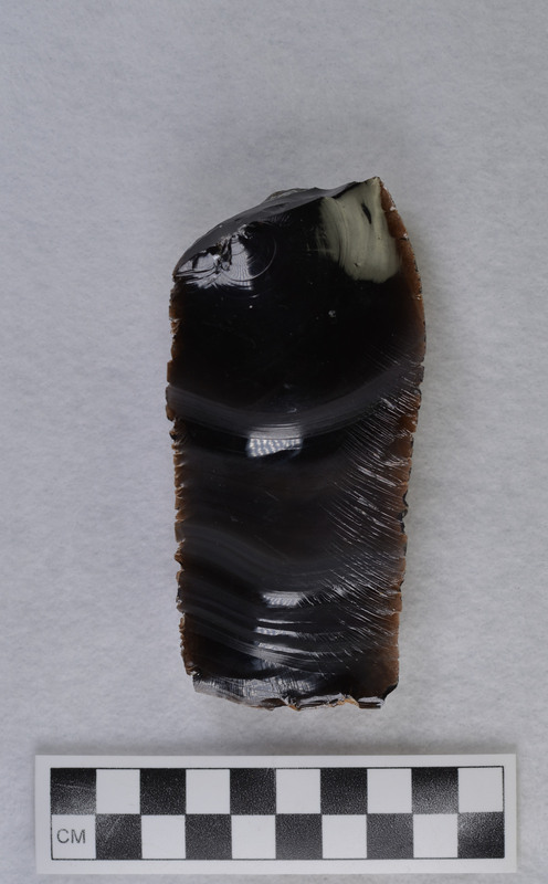 Collected by M. Perry, June 1985