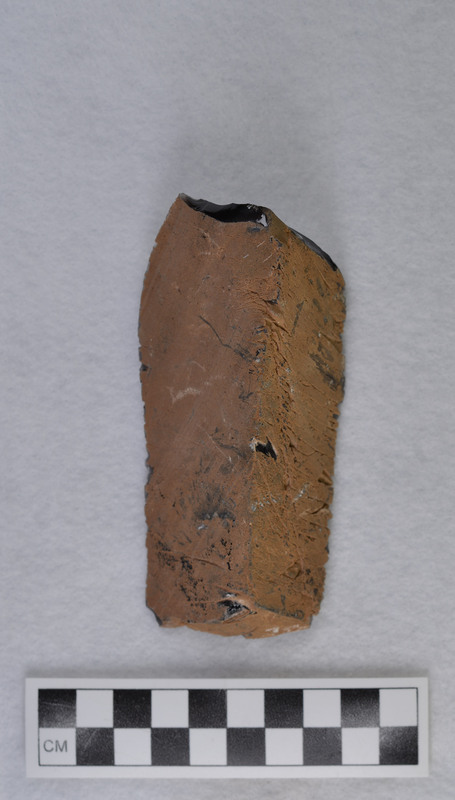 Collected by M. Perry, June 1985