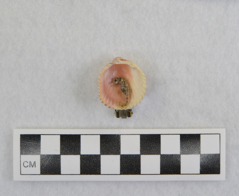 Modern, shell w/seahorse, clip attached